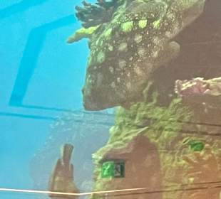 Glasbodenboot Tour Hurghada