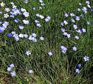 Spaziergang durch den Berggarten Hannover