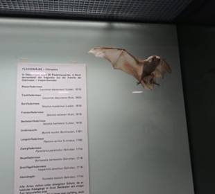 Zoologisches Museum
