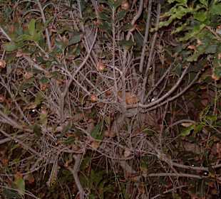 Botanischer Garten in Puerto de la Cruz