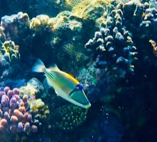 Tauchen Samaya Hausriff Marsa Alam