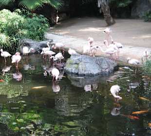 Loro Parque
