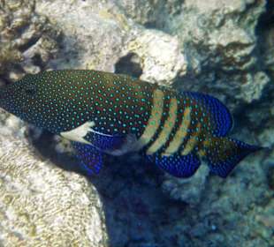 bunter Barsch (genauen Namen weiß ich nicht)