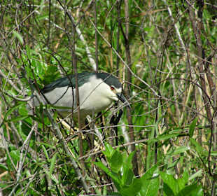 Einer der Gattung "und wie die sonst noch heißen"