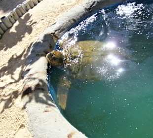 Schildkrötenstation Praia do Forte = Publikumsmagnet