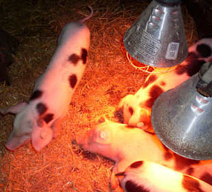 Saubere niedliche Schweinchen