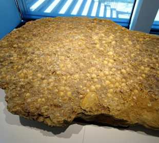 In der Geologie-Abteilung des Museums Lüneburg