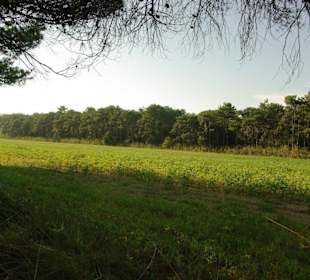 Weiter vorne beim Feldanbau