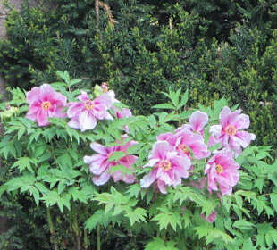 Blütenpracht am Dom