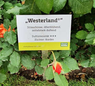 Beschreibung der Rosen