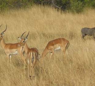 Impala und Warzenschwein