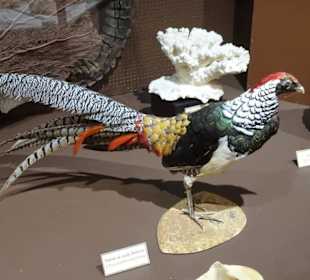 Exponate des Muséum d'histoire naturelle
