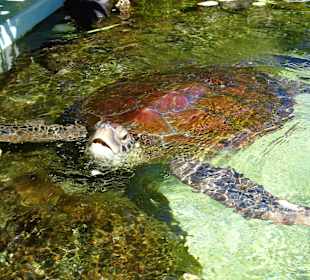 Fütterung der Wasserschildkröten
