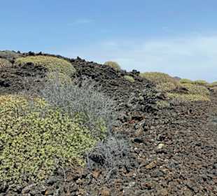 Nach 3000 Jahren wächst Tabaiba im Norden