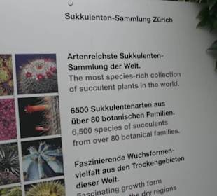 Sukkulentensammlung