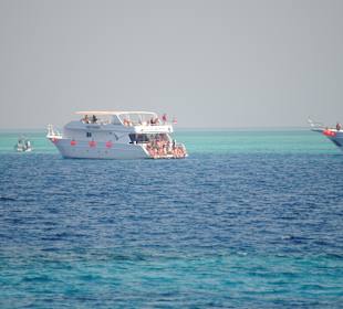 Schnorcheln Hausriff Dana Beach Resort Hurghada	