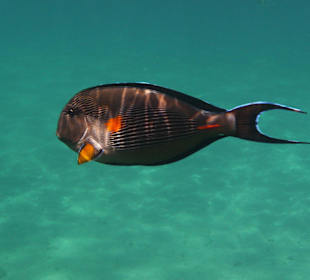 Fisch