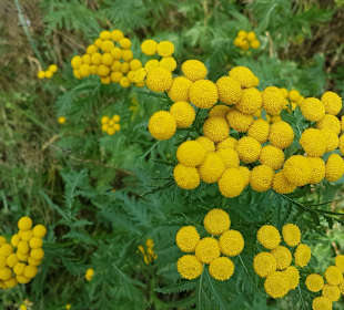 Wandern Schmallenberg