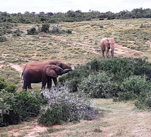 Addo Elephant Park