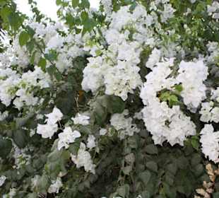 Im botanischen Garten von Assuan