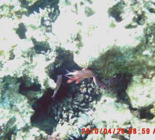 Wunderwelt unter Wasser