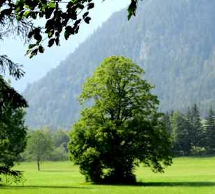 Wiese am Eingang zur Klamm