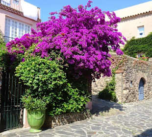 Spaziergang durch die Altstadt von Collioure