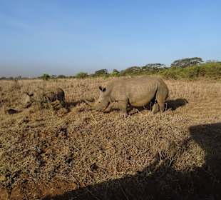 Nashörner im Nairobi National Park