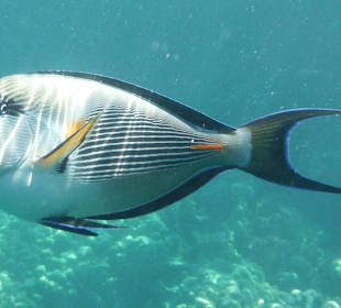 Unterwasserwet Hausriff