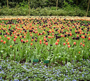 Keukenhof