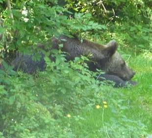 Europäischer Braunbär
