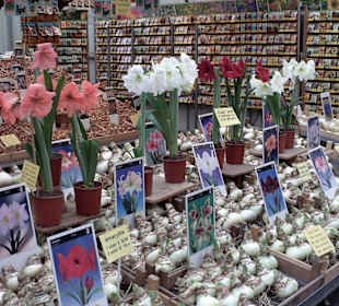 Blumemmakrt am Stingerl