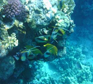 Wimpelfische