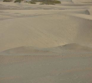 Dünenlandschaft