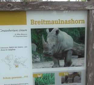 Afrikabereich - Breitmaulnashorn