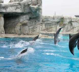 Delfinarium