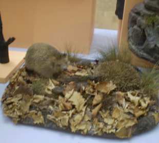 Zoologisches Forschungsmuseum Alexander Koenig