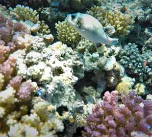 Schnorcheln Makadi Bay