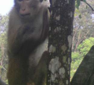 Freilaufende Affen im Botanischen Garten