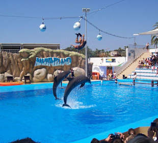 Delfin und Seehungeshow