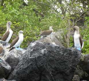 Blaufußtöpel auf den Felsen