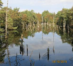 Wandern Schneverdingen