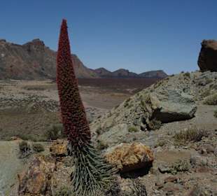 Teide