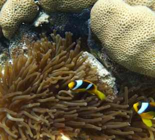 Delfinausflug mit Mo