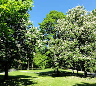 Impressionen aus den Neustadtswallanlagen