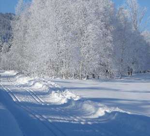 Baum mit Schnee bedeckt