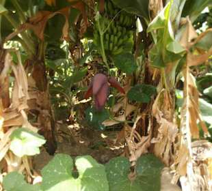 Banana Plantation