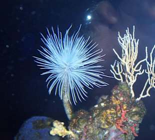 Aquarium an der Playa de Palm