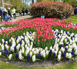 Blumenpracht im Keukenhof