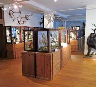 Im Naturalienkabinett des Stadtmuseums Saalfeld